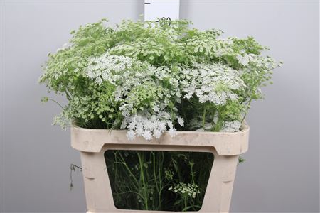 <h4>Ammi Majus Graceland</h4>