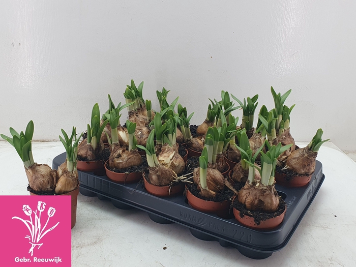 <h4>NARC O TETE A TETE</h4>