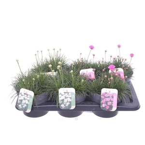 Armeria maritima mix