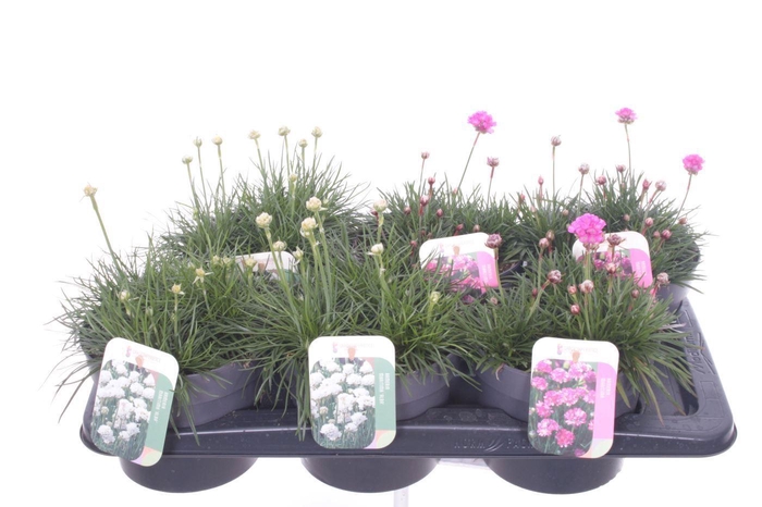 <h4>Armeria maritima mix</h4>