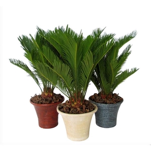Cycas revoluta
