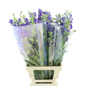 Delphinium Aj Blue