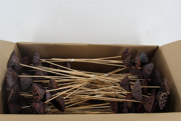 <h4>Stick Lotus Pod Nat. Medium</h4>