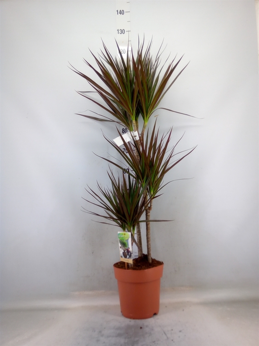 <h4>Dracaena marg. 'Magenta'</h4>