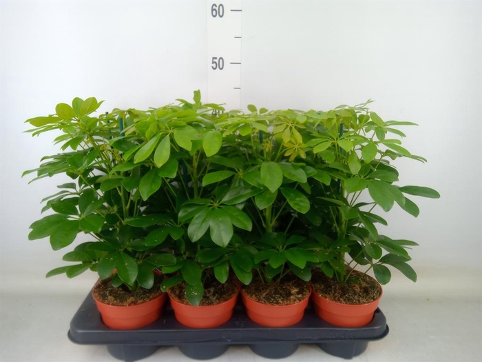 <h4>Schefflera arbor. 'Nora'</h4>
