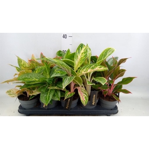 Aglaonema   ...