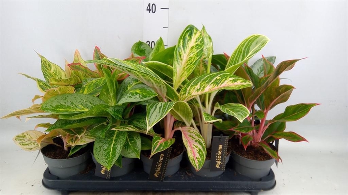 <h4>Aglaonema   ...</h4>