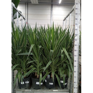 Yucca elephantipes 'Puck'   ...KS