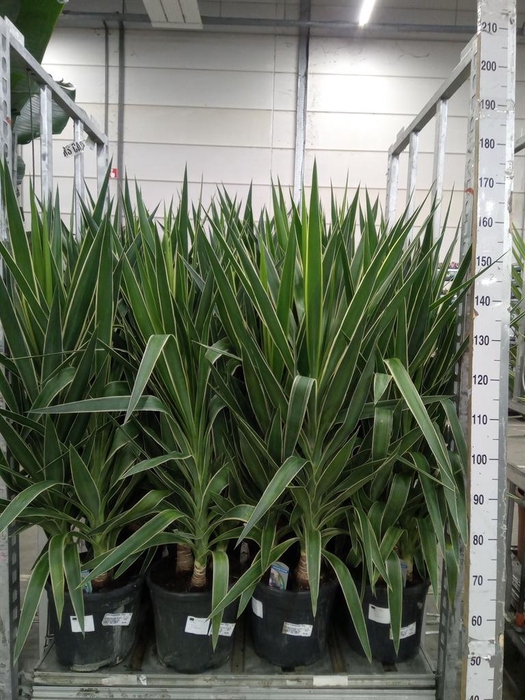 <h4>Yucca elephantipes 'Puck'   ...KS</h4>