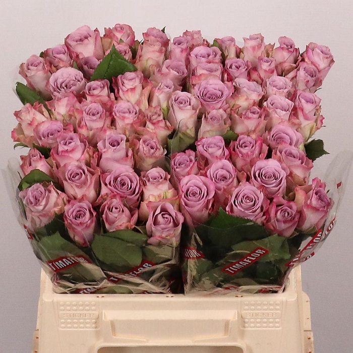 <h4>Rosa large memory lane</h4>