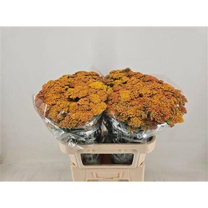 Achillea M Terracotta