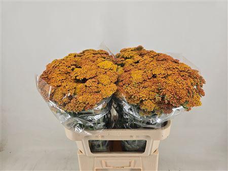 <h4>Achillea M Terracotta</h4>