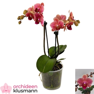 PHAL OV