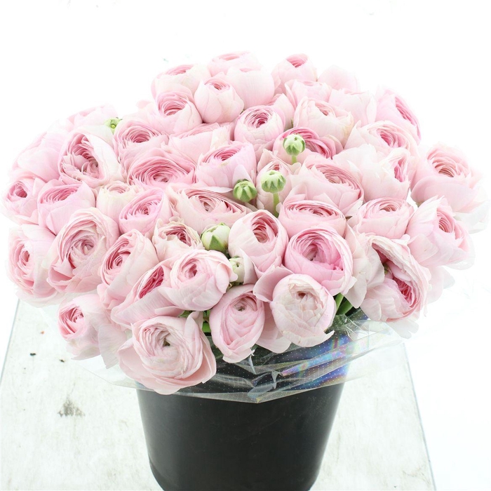 <h4>Ran Su Sr Hanoi Pink Extra</h4>