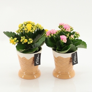 ARR KALANCHOE