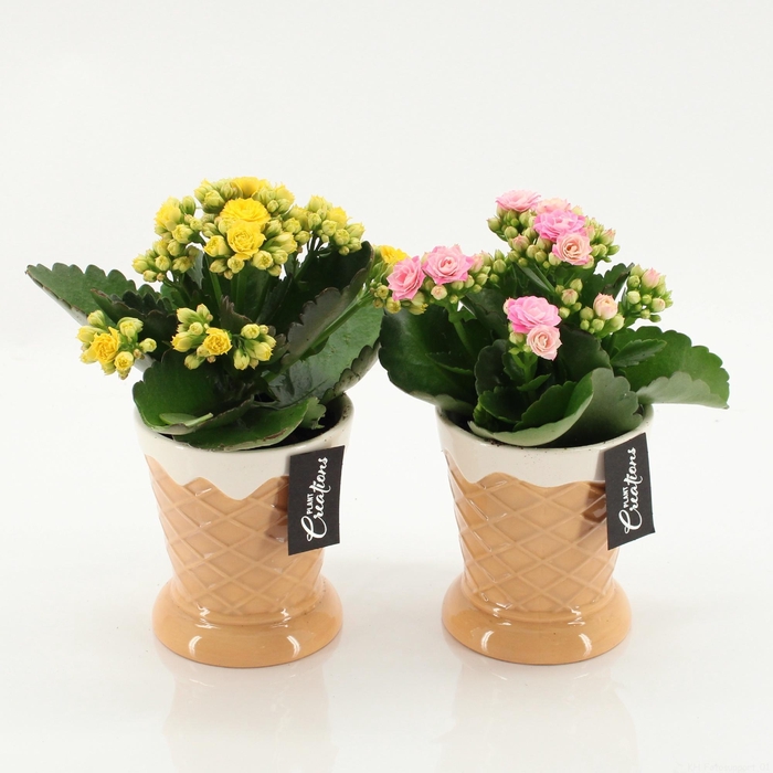 <h4>ARR KALANCHOE</h4>