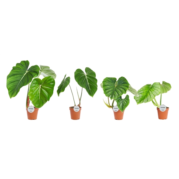 <h4>Philodendron Mix</h4>