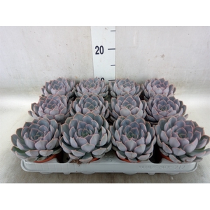 Echeveria  'Orion'