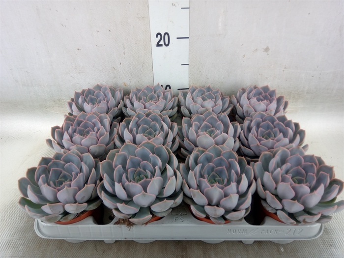 <h4>Echeveria  'Orion'</h4>