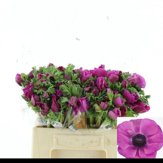 <h4>ANEM CO MIS + FUCSIA</h4>
