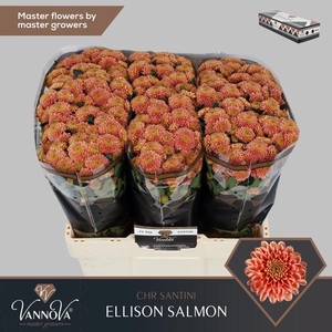Chr San Ellison Salmon VannoVa