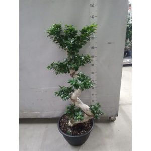 Ficus microcarpa 'Ginseng'