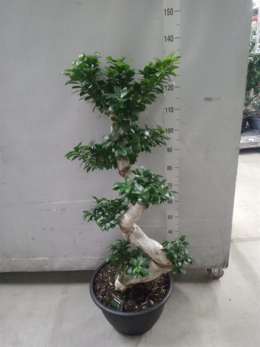 <h4>Ficus microcarpa 'Ginseng'</h4>