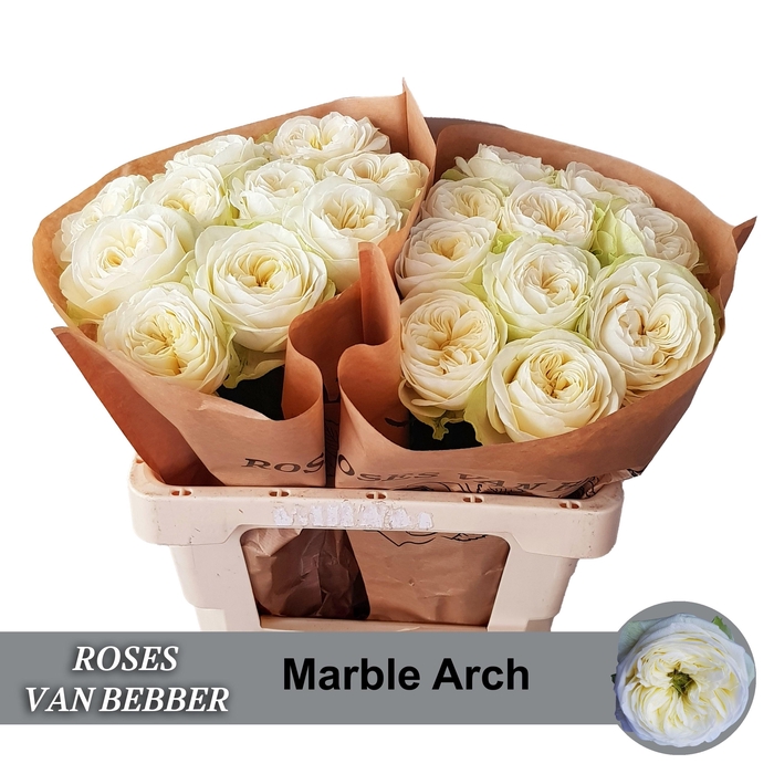<h4>R GR MARBLE ARCH</h4>