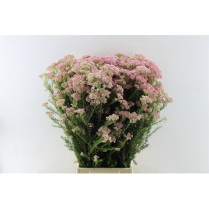 Ozothamnus Pink