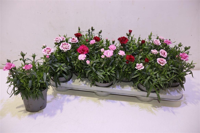 <h4>Dian Osc Gem</h4>