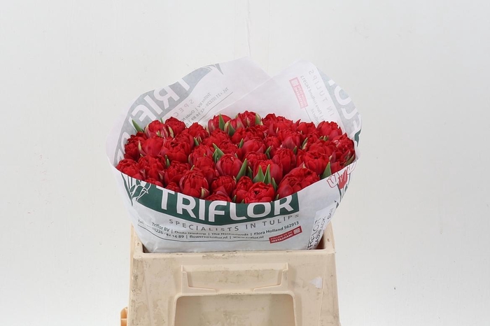 <h4>Tu Du Cashback</h4>