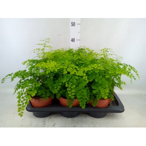 Adiantum raddi. 'Fragrans'