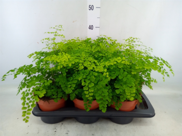 <h4>Adiantum raddi. 'Fragrans'</h4>