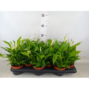 Spathiphyllum  'Chopin'