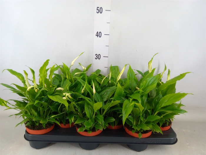 <h4>Spathiphyllum  'Chopin'</h4>