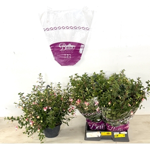 FUCHSIA PAULA JANE