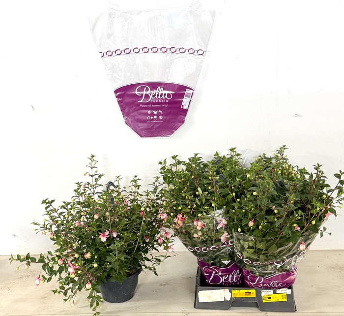 <h4>FUCHSIA PAULA JANE</h4>