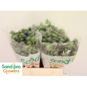 ERYN PACIFI BLUE SKY