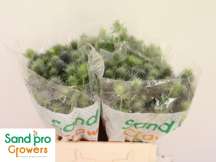 <h4>ERYN PACIFI BLUE SKY</h4>