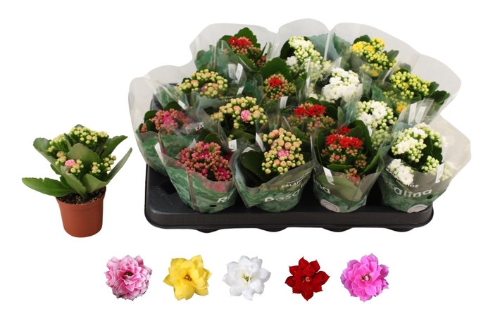 <h4>KAL GE RO GEM 5 KL</h4>