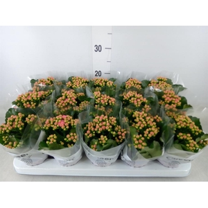 Kalanchoe  'RoseFlow Audrey'