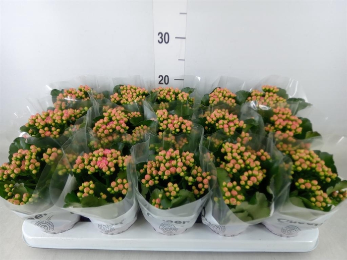 <h4>Kalanchoe 'RoseFlow Audrey'</h4>