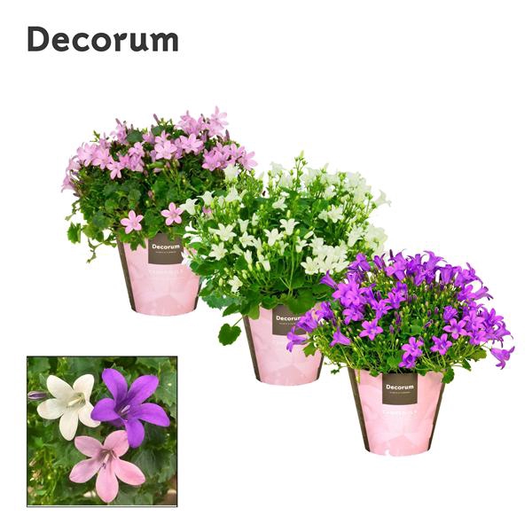 <h4>Campanula Porto mix 3</h4>