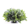 Euca Robusta Potlood Per Stem