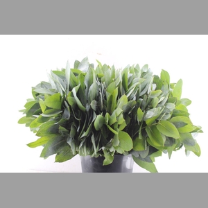 Euca Robusta Potlood Per Stem