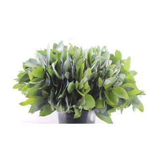 Euca Robusta Potlood Per Stem