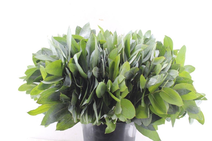 <h4>Euca Robusta Potlood Per Stem</h4>