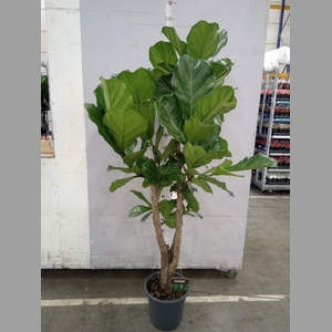 Ficus lyrata