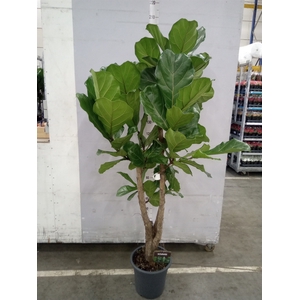 Ficus lyrata