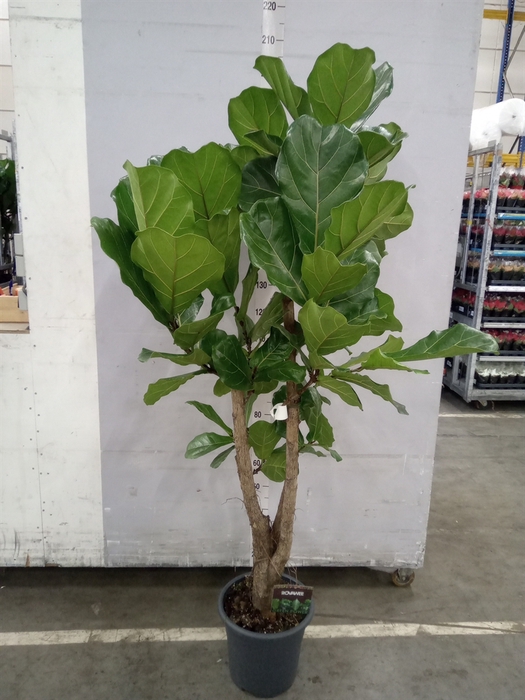 <h4>Ficus lyrata</h4>